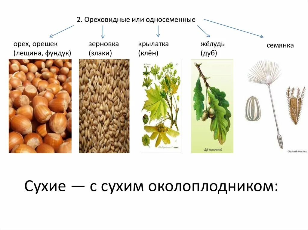 Орех околоплодник. Ореховидные плоды. Строение вегетативных органов. Строение вегетативных органов у пшеницы. Ореховидные плоды строение.