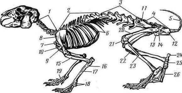 Особенности строения скелета кролика. Рис 152 скелет кролика. Строение скелета кролика. Строение скелета кролика 7 класс биология. Скелет млекопитающих кролик.
