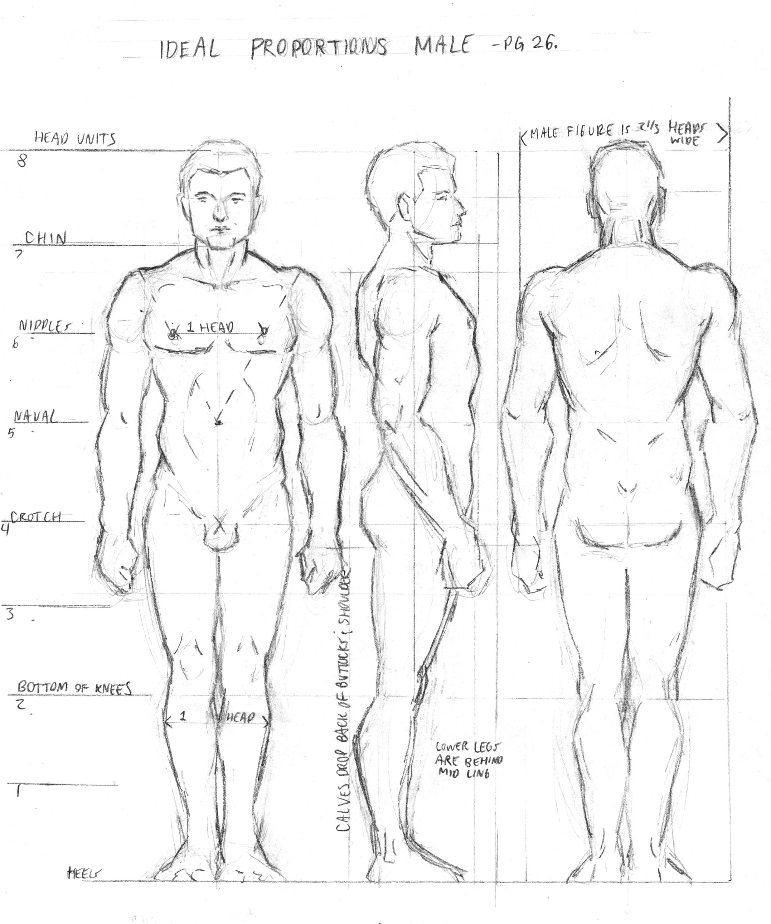 Get things out of proportion. Идеальная фигура рисунок. ideal proportion male. фигура изменение рисунок. рисунок тела сложение человека из учебника.
