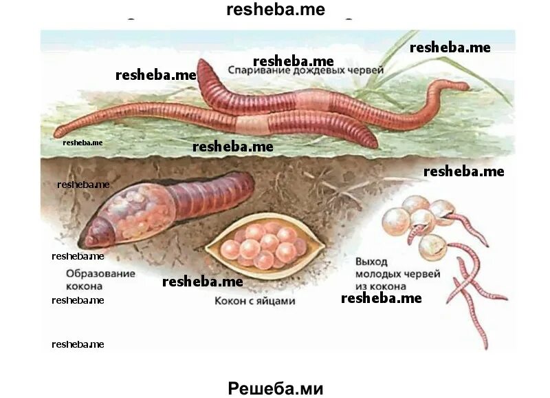 Развитие с метаморфозом дождевой червь. Цикл развития дождевых червей. Этапы развития дождевого червя. Жизненный цикл дождевых червей схема. Цикл развития дождевого червя схема.