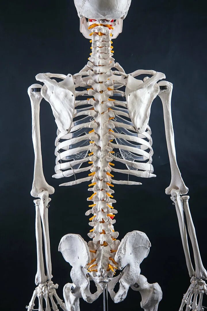 Скелет позвоночника. Скелет со спины. Скелет позвоночника человека. Поясница скелет.