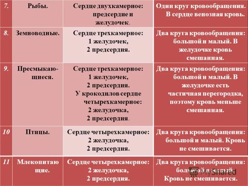 Земноводные пресмыкающиеся млекопитающие строение кровеносной системы сходство