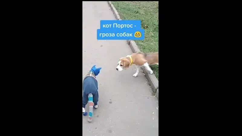 Собак угрожают. Кот портос. кот портос сфинкс. собака и гроза. гроза щенков.