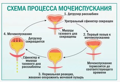 Креатин частое мочеиспускание