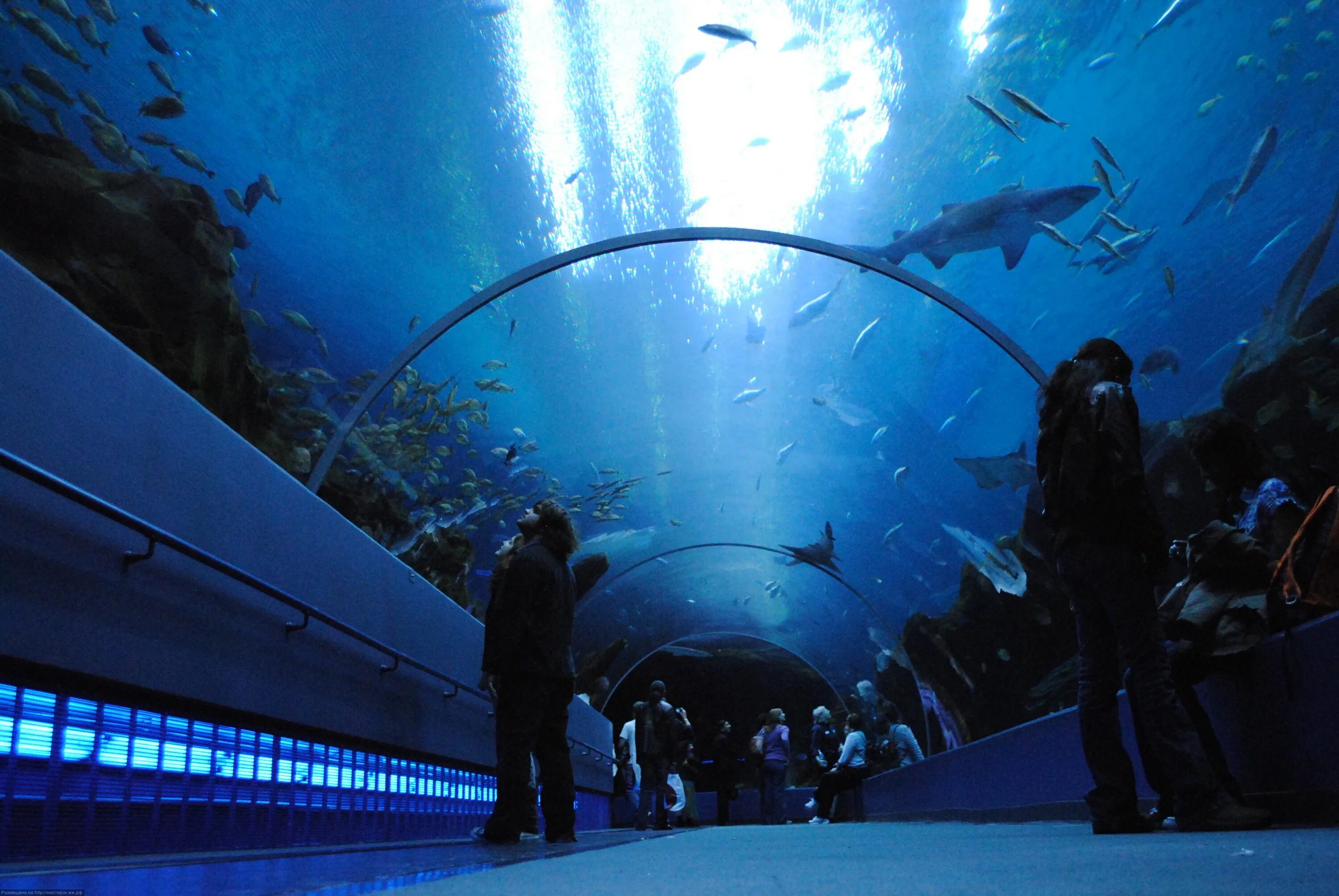 Океанариум картинки. Океанариум Georgia Aquarium. Океанариум Джорджии Атланта. Океанариум в Сан Франциско. Океанариум Antalya Aquarium Амазонка.