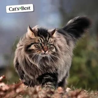 Натуральная кошка