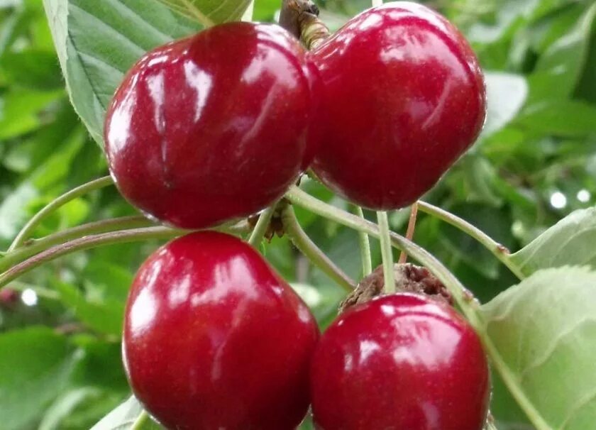 Черешня наполеон розовая. Черешня сорт наполеон черный. Черешня сорт наполеон. Черешня наполеон розовая. Черешня сорт наполеон.