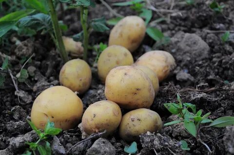 Скашивали картофель