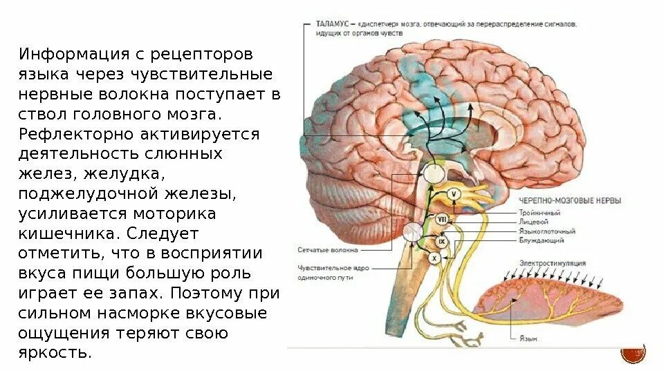 Лимфатическая система сосуды органы. Обработка зрительной информации в цнс. Профориентация. Куда поступает информация. Зрительный анализатор отдел мозга.