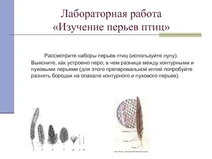 Тест пера