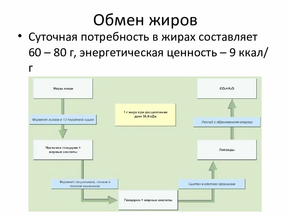 Последовательность процесса обмена жиров в организме человека. Обмен жиров схема. Процессы обмена жиров в организме. Этапы обмена жиров в организме человека. Схема обмена веществ жиров.