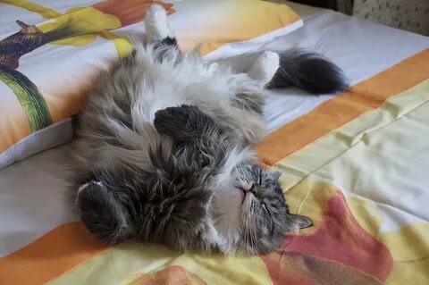Кошка постоянно лежит