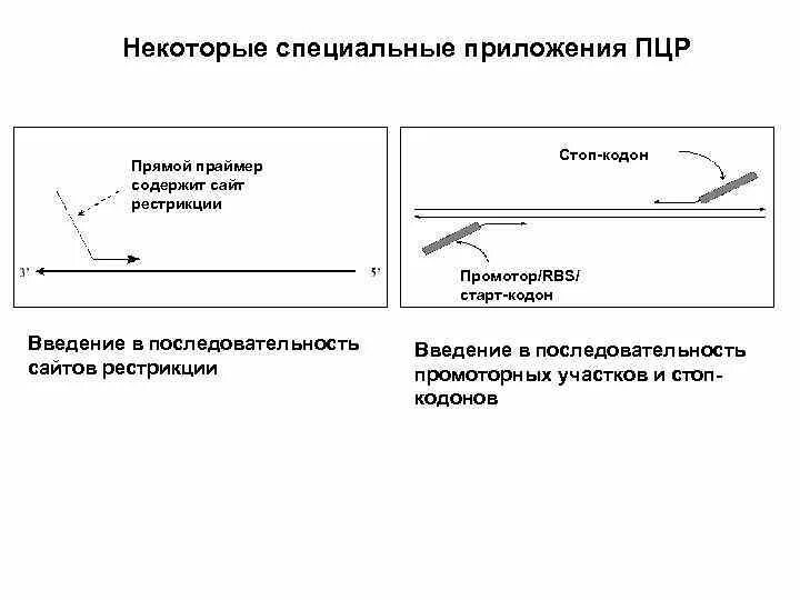 Обратный праймер ПЦР. Общая схема ПЦР. Прямой праймер. Прямой и обратный праймер в ПЦР.