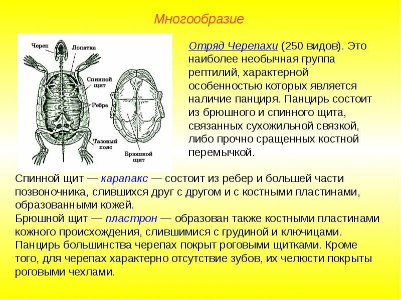 Функции систем пресмыкающихся. Нервная система пресмыкающихся. пресмыкающиеся строение нервной системы. функция черепа у пресмыкающихся. рептилии характеристика.