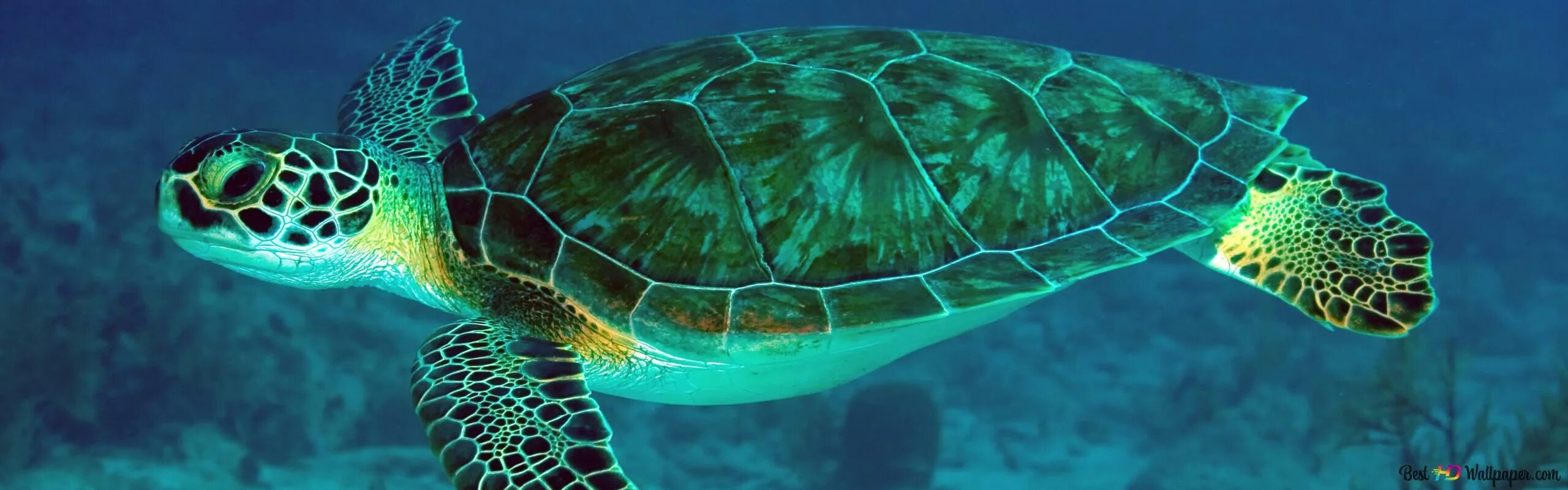 Среда обитания зеленой черепахи. Зеленая суповая черепаха. Морская черепаха. Большая морская черепаха. Большая зеленая морская черепаха.