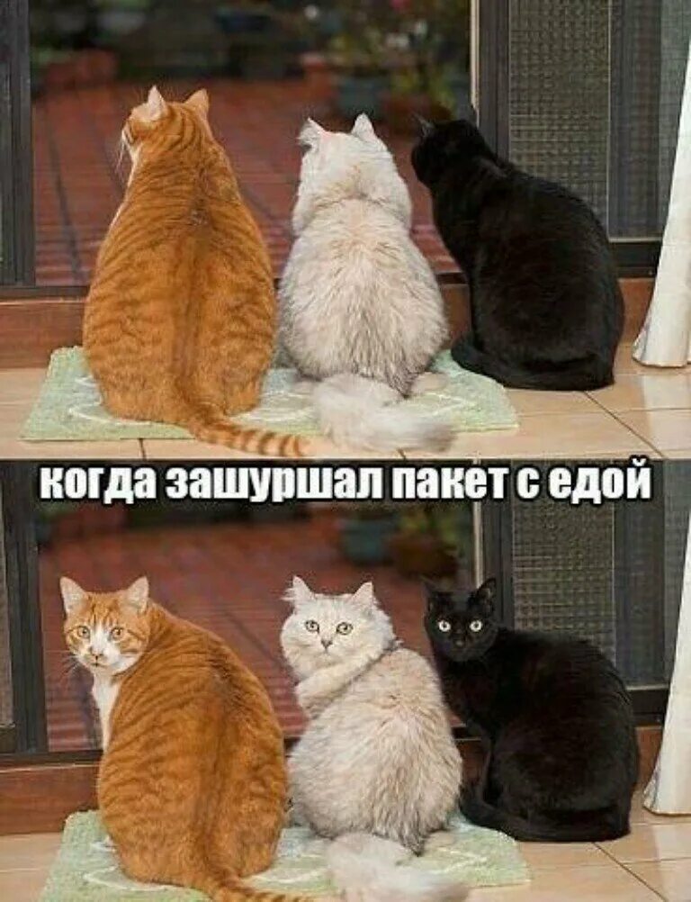 Надпись дом. Тут больше никого нет. Здесь больше не работайте. Фото котиков прикольные с надписями. Здесь больше не работайте.