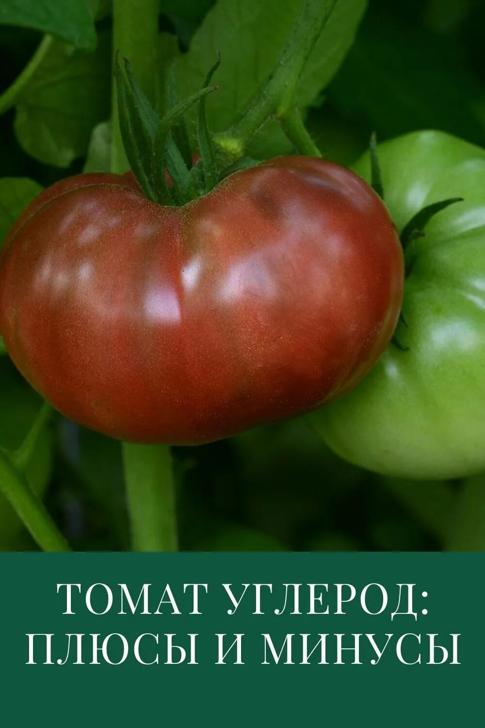 Томат углерод отзывы. Томат carbon. Томат углерод отзывы. Томат углерод отзывы. Сорт томата карбон.