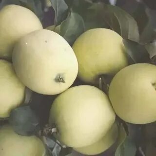 Яблоня наливное