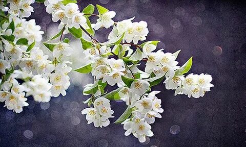 Во сне расцветали цветы