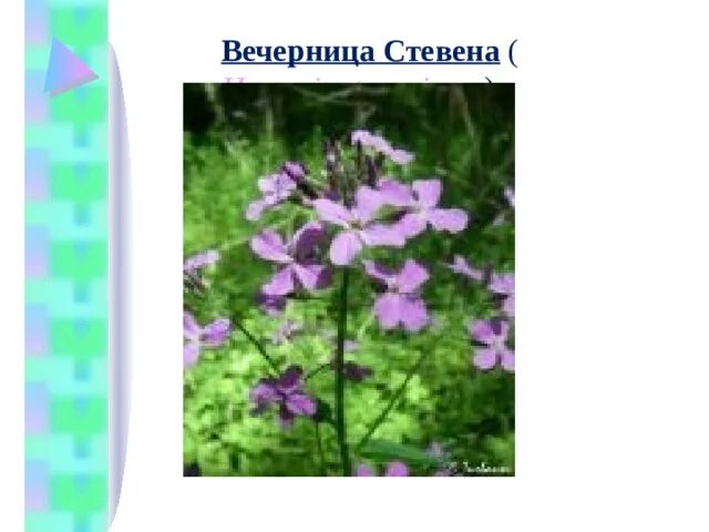 Растения названные в честь. Вечерница Стевена. Вечерница семейство крестоцветные. Вечерница растение крестоцветных. Таежная вечерница.