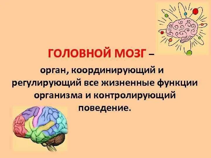 Биология мозга учебники. Сообщение о головном мозге. Головной мозг функции для детей. Сообщение про мозг человека. Доклад про мозг.