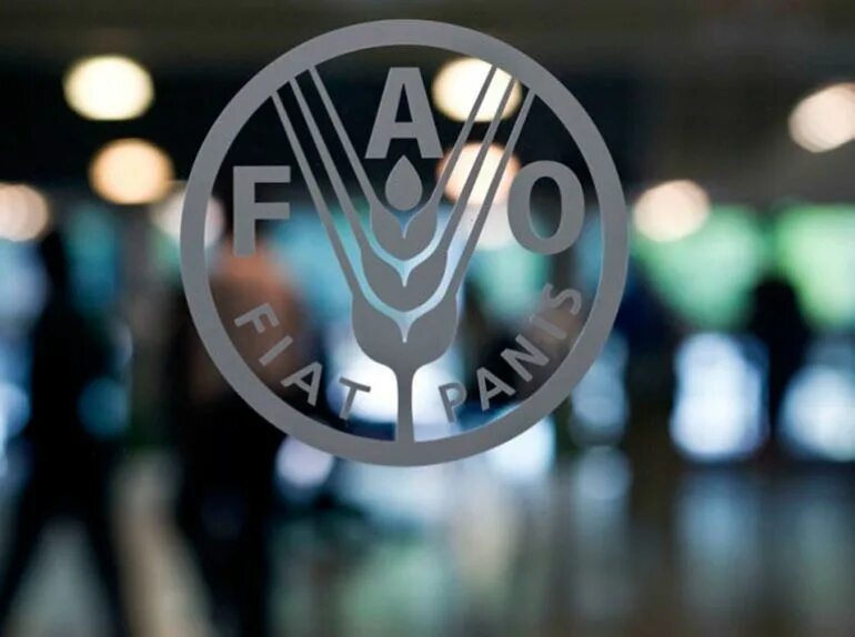 Продовольственная и сельскохозяйственная оон. Продовольственная и сельскохозяйственная организация ООН. ФАО организация. Эмблема FAO. ФАО ООН.