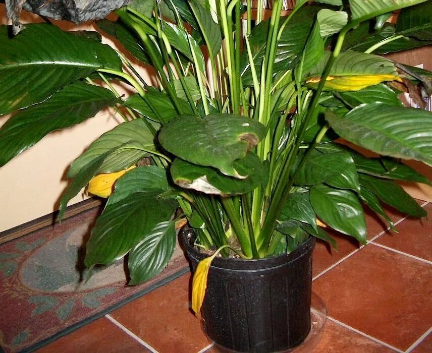 Спатифиллум желтеют листья. Фитофтороз спатифиллума. Септориоз спатифиллум. Спатифиллум пожелтение листьев. Спатифиллум желтеют листья.