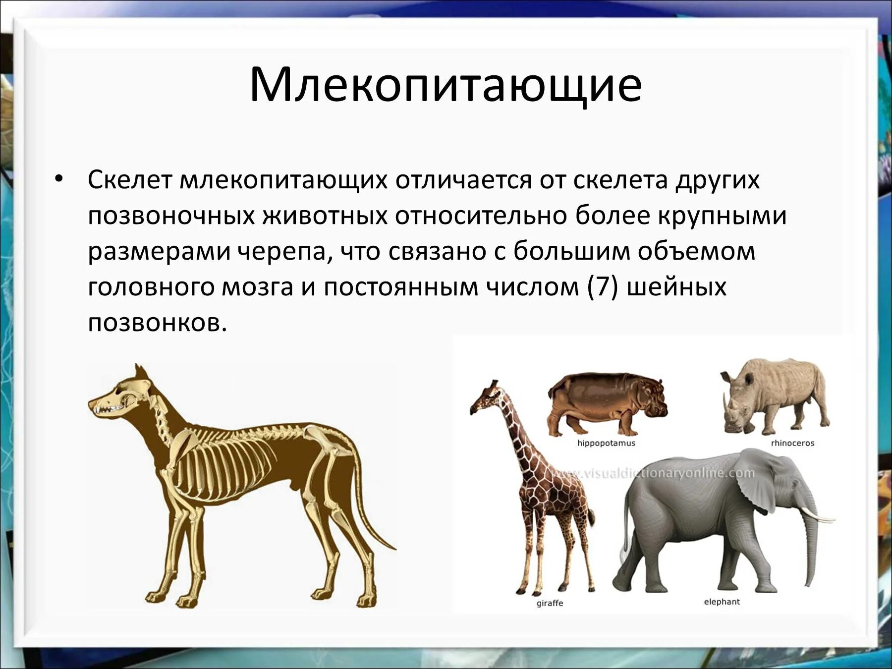 Млекопитающие презентация. Разнообразие млекопитающих. Сообщение о млекопитающих. Многообразие позвоночных животных.