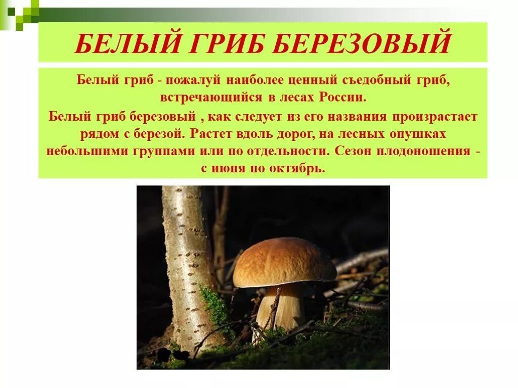 Белые грибы 3 класс