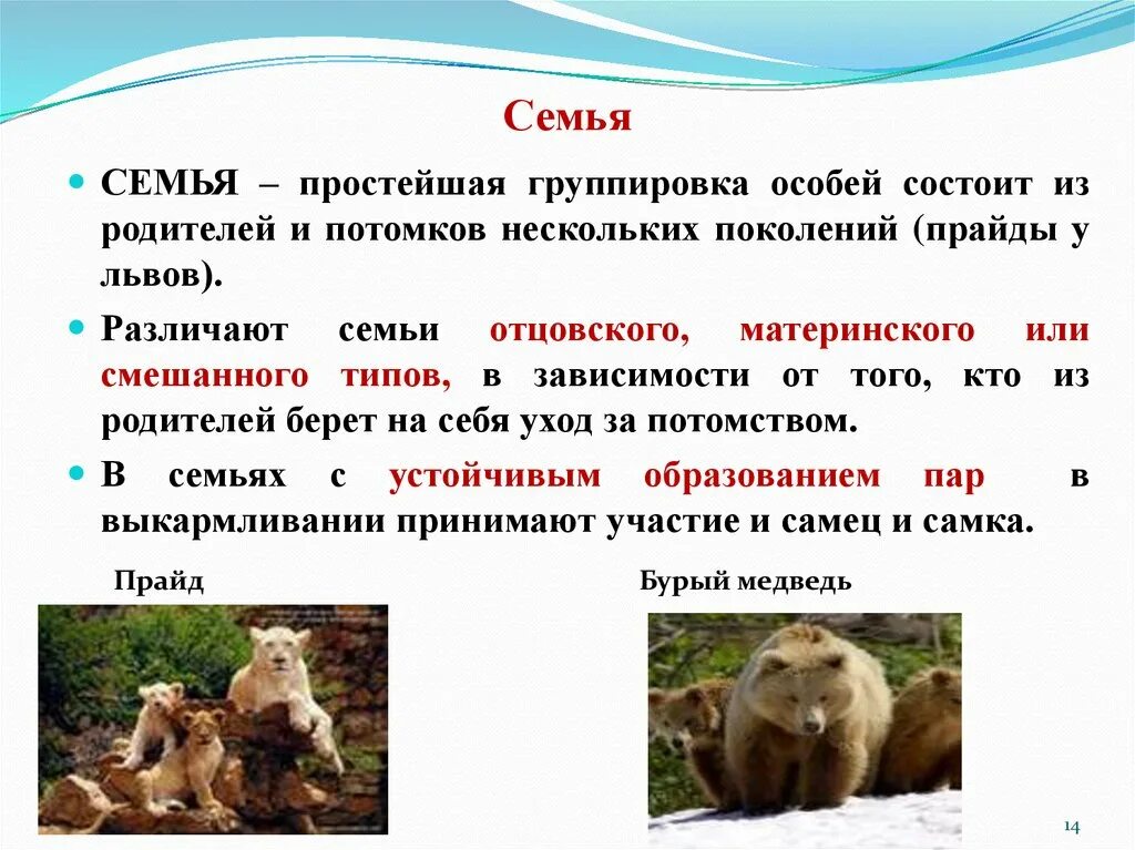 31. Социальная организация общности
