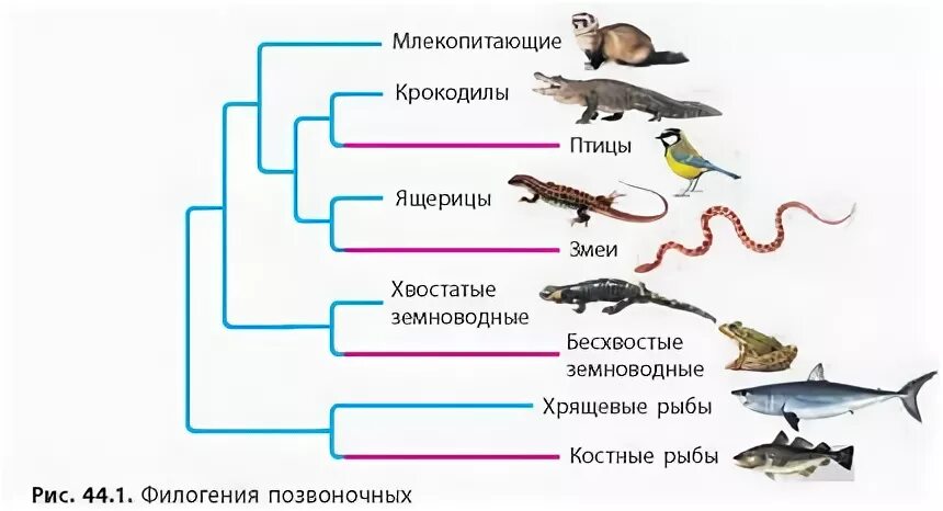 Таксоны животных позвоночные. Эволюционное дерево рыб. Неукорененное филогенетическое дерево. Филогенетическое Древо акулы. Филогенетическое Древо Судак акула язь жаба.