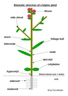Most high plant