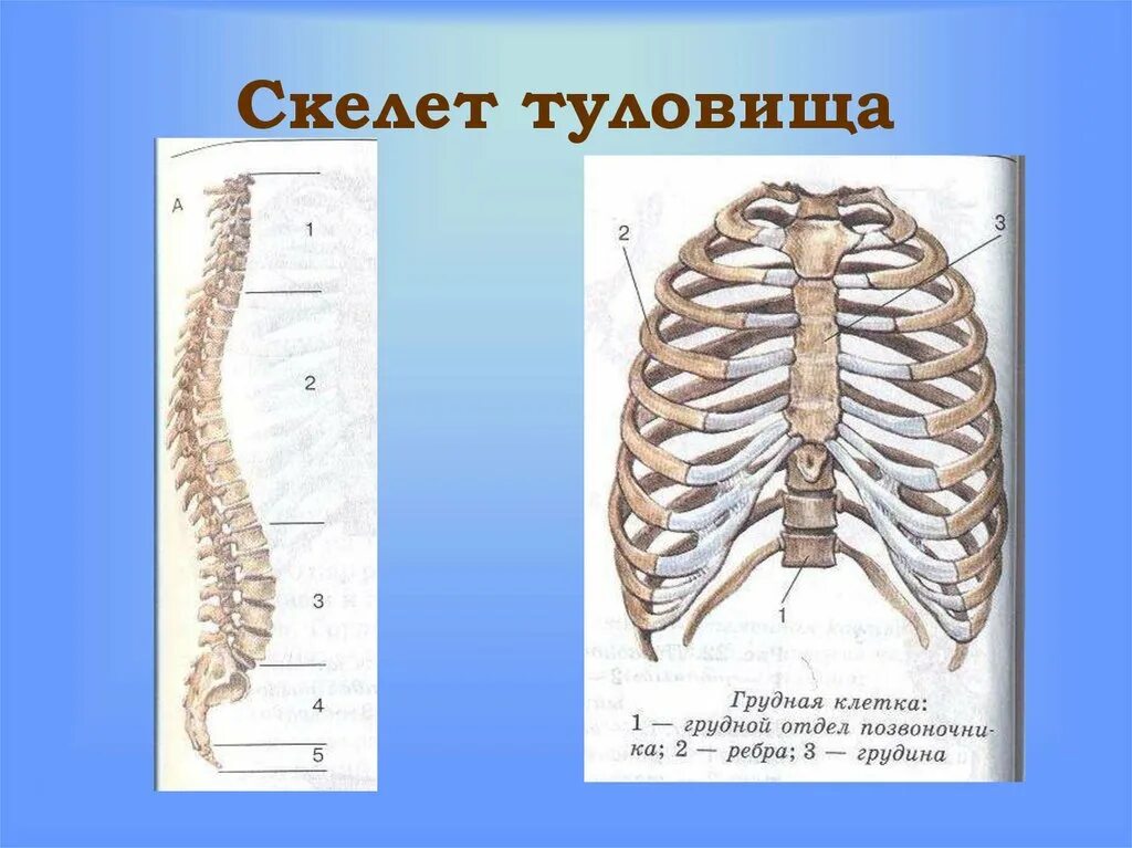 Строение костей скелета туловища. Строение скелета туловища человека анатомия. Скелет туловища грудная клетка кости. Скелет туловища позвоночник и грудная клетка.