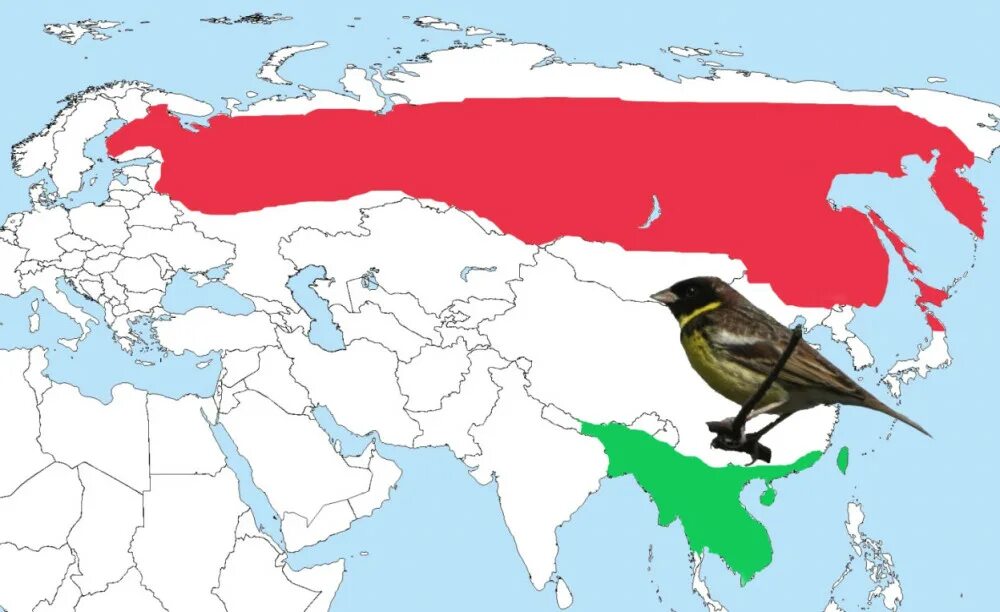 Черный дрозд ареал обитания. Ареал обитания Соловьев в России. Соловей обыкновенный ареал обитания. Ареал обитания соловья в России. Ареал распространения соловья в России.