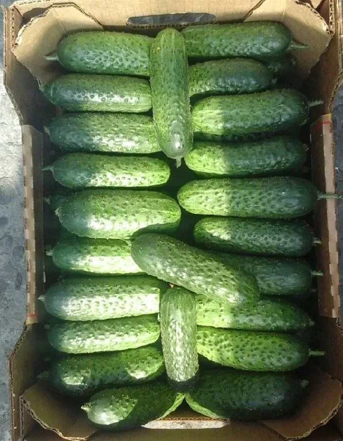 Огурец сорт шустрец-молодец. Огурец сибирская тройка f1. Сорт огурцов молодец f1. Шустрец молодец f1. Огурец шустрец-молодец f1.