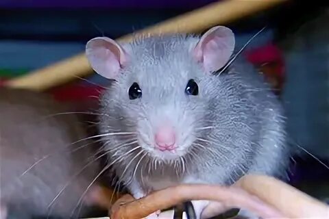 Blue rat