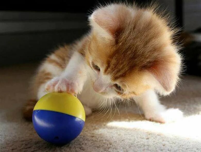 Котенок любит играть. Котенок с мячиком. Мяч с котенком. Мячики для кошек. Котик играется с мячиком.