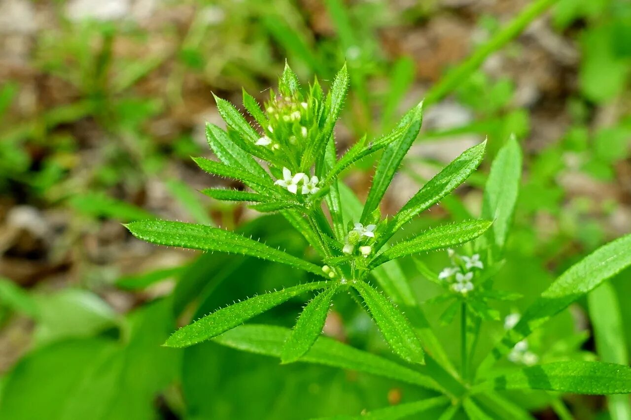 Сорняк проверочное. Подмаренник цепкий. Подмаренник (Galium aparine). Подмаренник цепкий (Galium aparine l.). Подмаренник цепкий липучка.