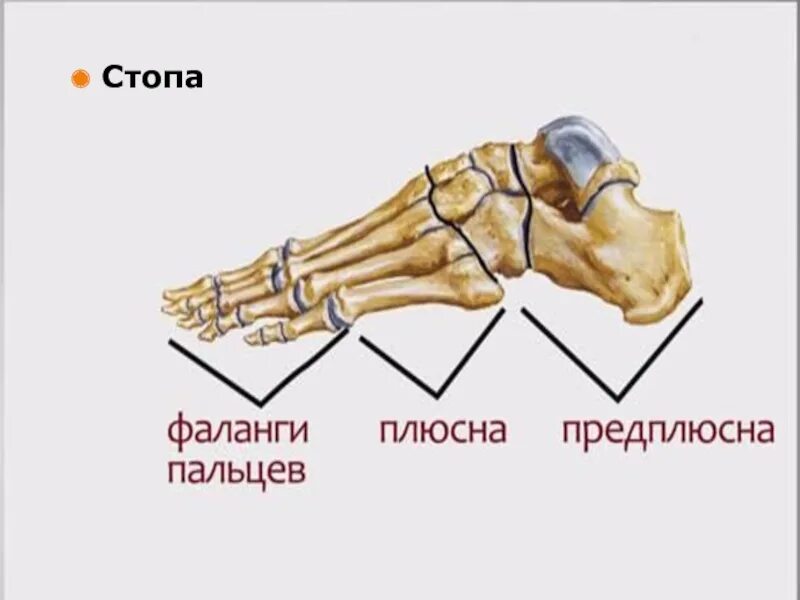 Кости плюсны. Кости стопы анатомия. Кости плюсны и предплюсны стопы анатомия. Скелет стопы предплюсна плюсна.