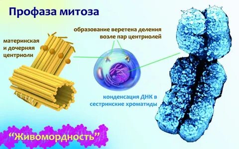 Центриоль в митозе