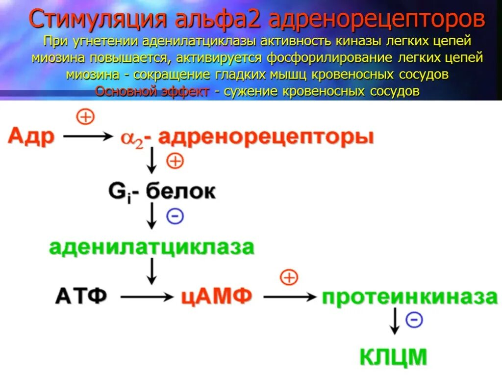 Альфа и бета адренорецепторы. Альфа 2 адренорецепторы gi белок. Альфа 2 адренорецепторы механизм действия. Активация Альфа 2 адренорецепторов. Эффекты активации Альфа 2 адренорецепторов.