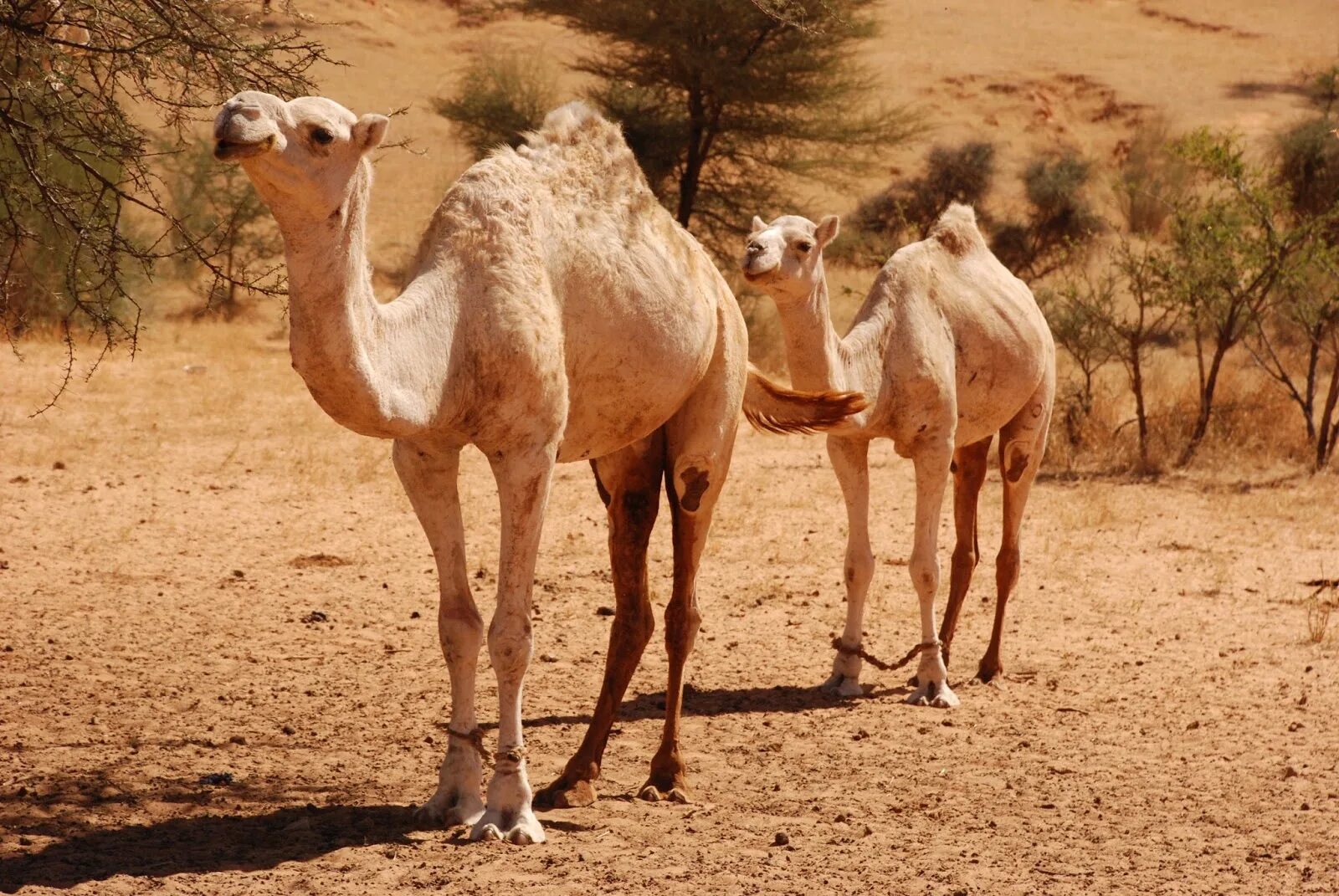 Camel beautiful