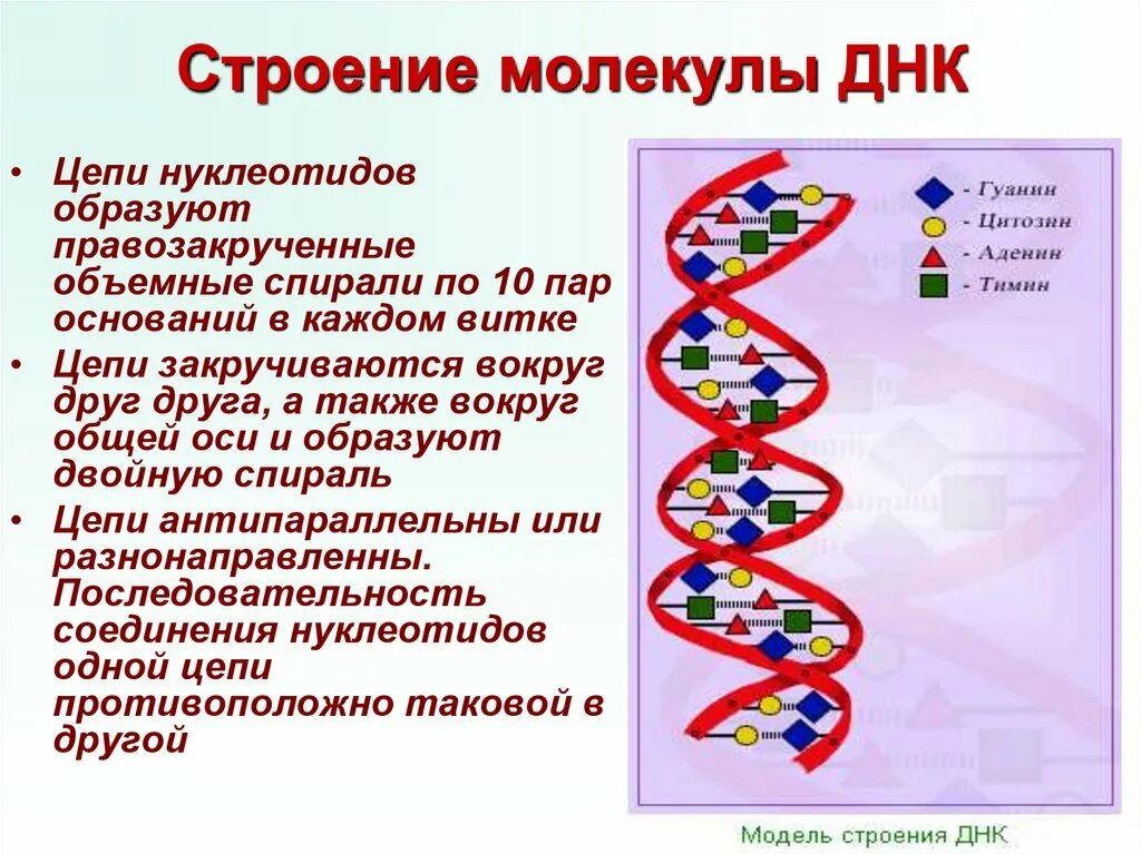 Составляющая днк. Структурная организация молекулы ДНК. Описание строения ДНК. Двухцепочечная молекула ДНК строение. Опишите структуру ДНК.