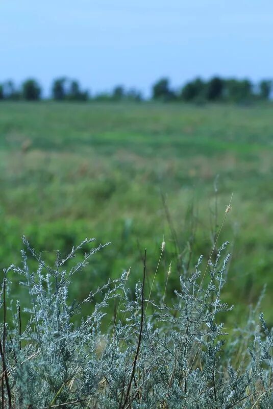 природа орловской области поле березы. поля острогожск рожь. сорняк крапивный. полынь, донник, тимофеевка. ковыль.