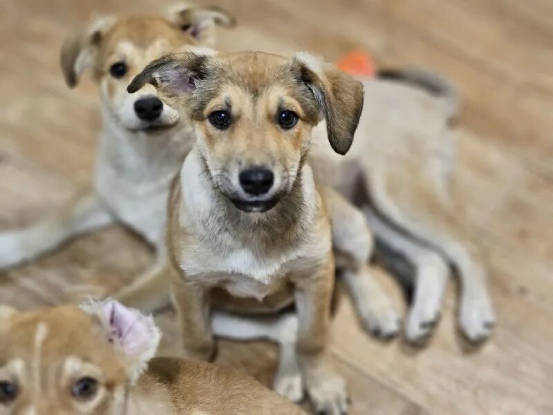 приюты для животных в новосибирске. дари добро приют новосибирск. осиротевший приют новосибирск. приют для животных дарить добро. дари добро приют новосибирск.