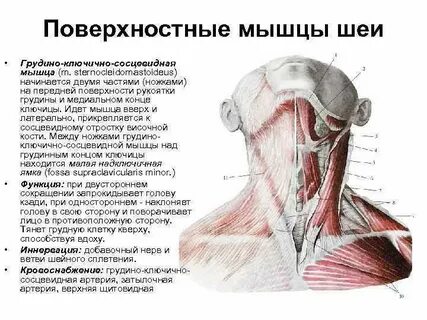 Грудино ключично сосцевидная мышца боль