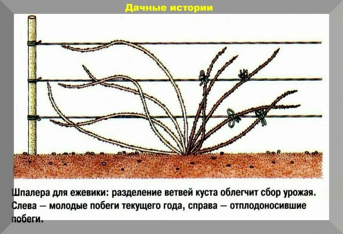 Малина уход весной после зимы. Подвязка ежевики бесшипной. Обрезка формировка ежевики. Формировка ежевики бесшипной. Осенняя Весенняя обрезка ежевики.