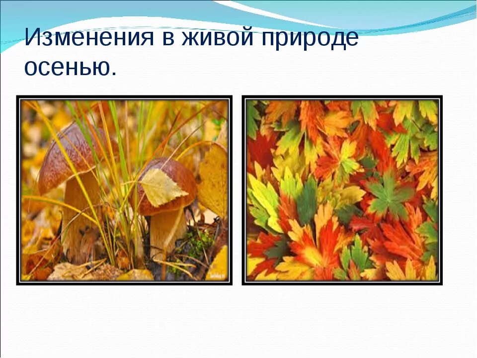 Поведение и сезонные явления. Осенние изменения в живой природе. Изменения в живой природе осенью. Явления осенью. Сезонные явления в природе осенью.