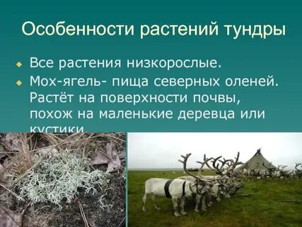 Какое растение является основной пищей для оленей