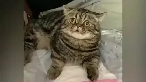 Видео кота без